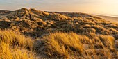 Frankreich, Somme, Bucht von Somme, Quend Plage, das Dünenmassiv, das den Strand säumt