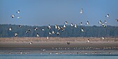 France, Somme, Bay of Somme, Bay of Somme Nature Reserve, Le Crotoy, Flight of Common Shelduck (Tadorna tadorna)