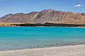 New Zealand, South Island, Canterbury region, Tekapo lake