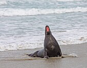 New Zealand, South Island, Otago region, Dunedin, Otago Peninsula, sea lion, Sandfly Beach