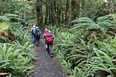 New Zealand, South Island, Southland region, Fiordland National Park, labelled Unesco World Heritage Site, hikers on the Routeburn Track