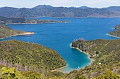 New Zealand, South Island, Marlborough region, the Sounds, Queen Charlotte sound seen from Queen Charlotte track