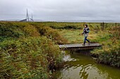 Frankreich, Seine Maritime, Naturschutzgebiet der Seine-Mündung und Normandie-Brücke, Stephanie Reymann vom Maison de l'Estuaire auf dem Entdeckungspfad ins Schilfbett