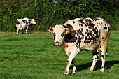 France, Calvados, Pays d'Auge, Le Mesnil Germain, cow of Normande breed