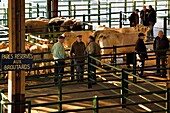 Frankreich, Seine-Maritime, Forges les eaux, Viehmarkt, Parcs réservés aux broutards (Parks für Weidevieh) bedeutet für Kühe, die Verhandlungen zwischen Käufern und Verkäufern erfolgen in gegenseitigem Einvernehmen