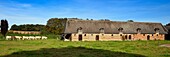 France, Seine-Maritime, Pays de Caux, Harcanville, clos masure, a typical farm of Normandy, called La Bataille, former sheep barn converted into a cowshed