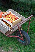 Frankreich, Seine-Maritime, Pays de Caux, Regionaler Naturpark der normannischen Seine-Mäander, Jumieges, Verkauf von Äpfeln auf der Obststraße in den Obstgärten entlang der Seine