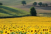 France, Gers, Mascaras, sunflower field