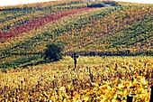 Frankreich, Haut Rhin, Turckheim, Weinberge im Herbst an der Weinstraße.