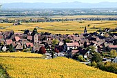 Frankreich, Haut Rhin, Riquewihr, Weinberge im Herbst.