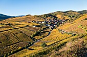 France, Haut Rhin, Niedermorschwihr, vineyards in autumn.