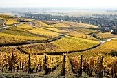 Frankreich, Haut Rhin, Turckheim, Weinberge im Herbst an der Weinstraße.