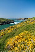 France, Morbihan, Belle-Ile island, Sauzon, the handle of Ster Vraz and gorse in bloom