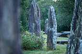 Frankreich, Morbihan, Monteneuf, die megalithische Domäne der Geraden Steine bei Sonnenaufgang