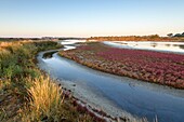 France, Morbihan, Sarzeau, the marshes of castle of Suscinio on the peninsula of Rhuys at sunrise