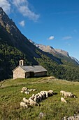 France, Hautes Alpes, The massive Grave of Oisans, flock of sheep to the chapel Saint Antoine in the hamlet of Cours
