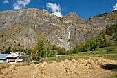 France, Hautes Alpes, The massive Grave of Oisans, the javelles of the harvest of rye in the old hamlet of Fréaux and the waterfall of the Pucelle