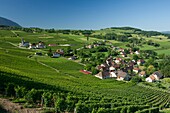 France, Savoie, before Savoyard country, the vineyards and the village of Jongieux