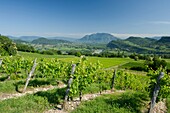 France, Savoie, before Savoyard country, Jongieux vines and mount Colombier