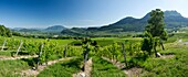 France, Savoie, before Savoyard country, panoramic view of the vineyard of Jongieux and the mountain of Charvaz