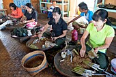 Myanmar (Burma), Shan State, Inle Lake, manufacture of Cheerot or cigar