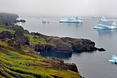 Grönland, Westküste, Disko Insel, Qeqertarsuaq, Wanderer an der Küste und Eisberge im Nebel im Hintergrund