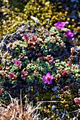 Greenland, North West Coast, Smith sound north of Baffin Bay, Inglefield Land, site of Etah in Foulke fjord, in the tundra during the short annual flowering period the plants are very colorful to attract pollinating insects, purple saxifrage (Saxifraga oppositifolia)