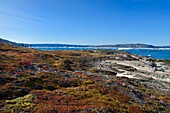 Greenland, West Coast, Disko Bay, hikers on an island in the bay of Quervain