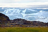Grönland, Westküste, Diskobucht, Ilulissat, von der UNESCO zum Weltnaturerbe erklärter Eisfjord, der die Mündung des Sermeq-Kujalleq-Gletschers (Jakobshavn-Gletscher) bildet, Wanderung zur Sermermiut-Stätte