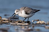 Frankreich, Somme, Baie de Somme, Picardie-Küste, Quend-Plage, Sanderling (Calidris alba) am Strand, bei Flut, Strandläufer kommen zum Fressen in die Seeleine