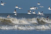 France, Somme, Picardy Coast, Quend-Plage, gulls in flight (Larus canus - Mew Gull) on the beach