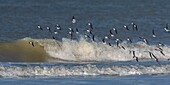 Frankreich, Somme, Picardie-Küste, Quend-Plage, Sanderling im Flug (Calidris alba ) am Strand