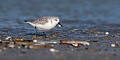 France, Somme, Baie de Somme, Picardy Coast, Quend-Plage, Sanderling (Calidris alba) on the beach, at high tide, sandpipers come to feed in the sea leash