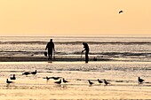 France, Somme, Baie de Somme, La Mollière d'Aval, Cayeux-sur-mer, armed with a pump to suck the bloodworms, fishermen come at low tide to catch bait to catch the fish at sea