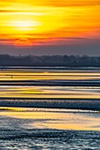 Frankreich, Somme, Baie de Somme, Le Crotoy, das Panorama auf die Baie de Somme bei Sonnenuntergang bei Ebbe, während viele Vögel zum Fressen in die Krebse kommen