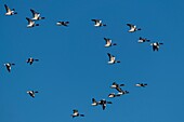 France, Somme, Baie de Somme, Natural Reserve of the Baie de Somme, Le Crotoy, winter, passage of Common Shelduck (Tadorna tadorna ) in the sky of the nature reserve