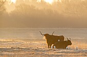 Frankreich, Somme, Baie de Somme, Noyelles-sur-Mer, Winter, Schottische Kühe Hochlandrinder in einem Frostfutter am frühen Morgen im Winter mit Kuhreiher