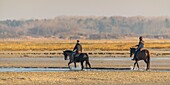 France, Somme, Baie de Somme, Natural Reserve of the Baie de Somme, Le Crotoy, horseback riders walk in the bay at low tide (Baie de Somme)
