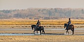 Frankreich, Somme, Baie de Somme, Naturschutzgebiet der Baie de Somme, Le Crotoy, Reiter spazieren in der Bucht bei Ebbe (Baie de Somme)