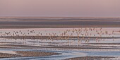 France, Somme, Baie de Somme, Baie de Somme Nature Reserve, Le Crotoy, winter, flight of sandpipers (Calidris alpina, Dunlin) in the nature reserve