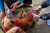 Vietnam, Lao Cai province, Sa Pa town, black Hmongs ethnic group, cutting wings of a cock