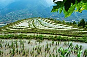 Vietnam, Provinz Lao Cai, Bezirk Sa Pa, Reisanbau auf einer Terrasse