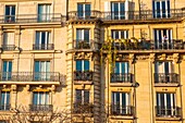 France, Paris, Haussmanian building facade