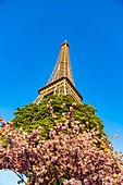 France, Paris, the Eiffel Tower in spring, cherry blossoms