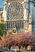 France, Paris, area listed as World Heritage by UNESCO, Notre-Dame cathedral in spring, cherry blossoms