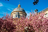 France, Paris, Saint-Germain-des-Prés district, Place Gabriel Pierné in spring with cherry blossoms