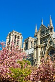 France, Paris, Notre-Dame cathedral in spring with cherry blossoms