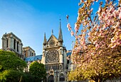 France, Paris, area listed as World Heritage by UNESCO, Notre-Dame cathedral in spring, cherry blossoms