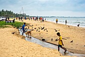 Sri Lanka, Westliche Provinz, Negombo, Negombo Strand