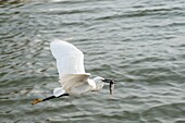 Sri Lanka, Western province, Negombo, egret in Negombo lagoon